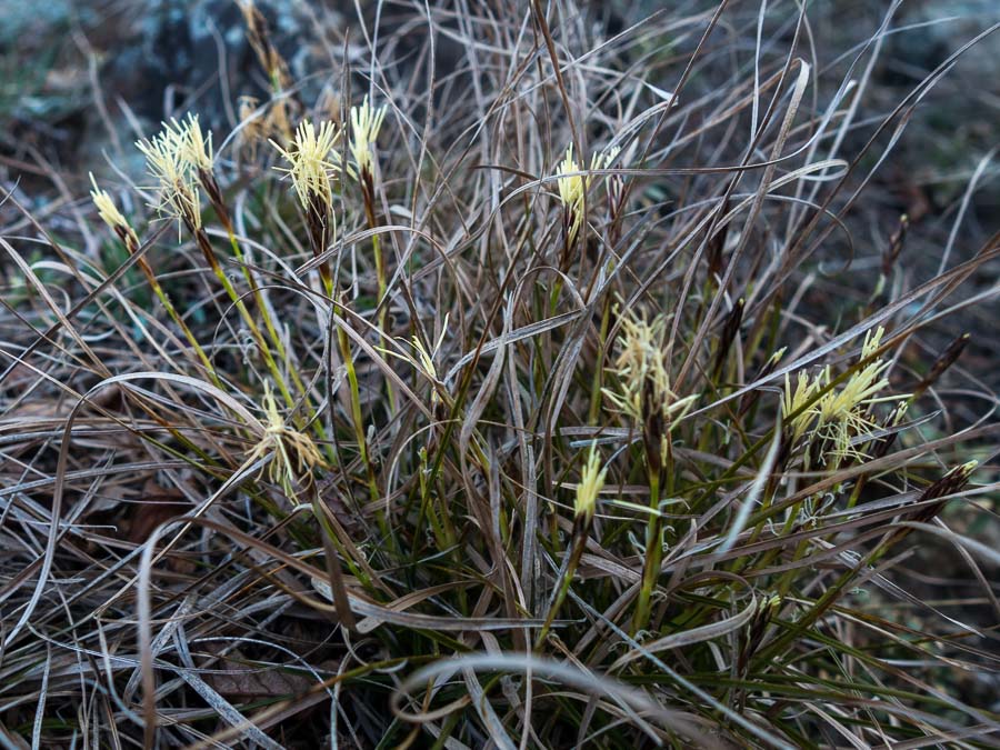 Carex humilis